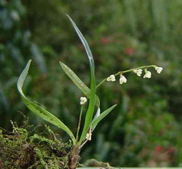 Angraecum minus