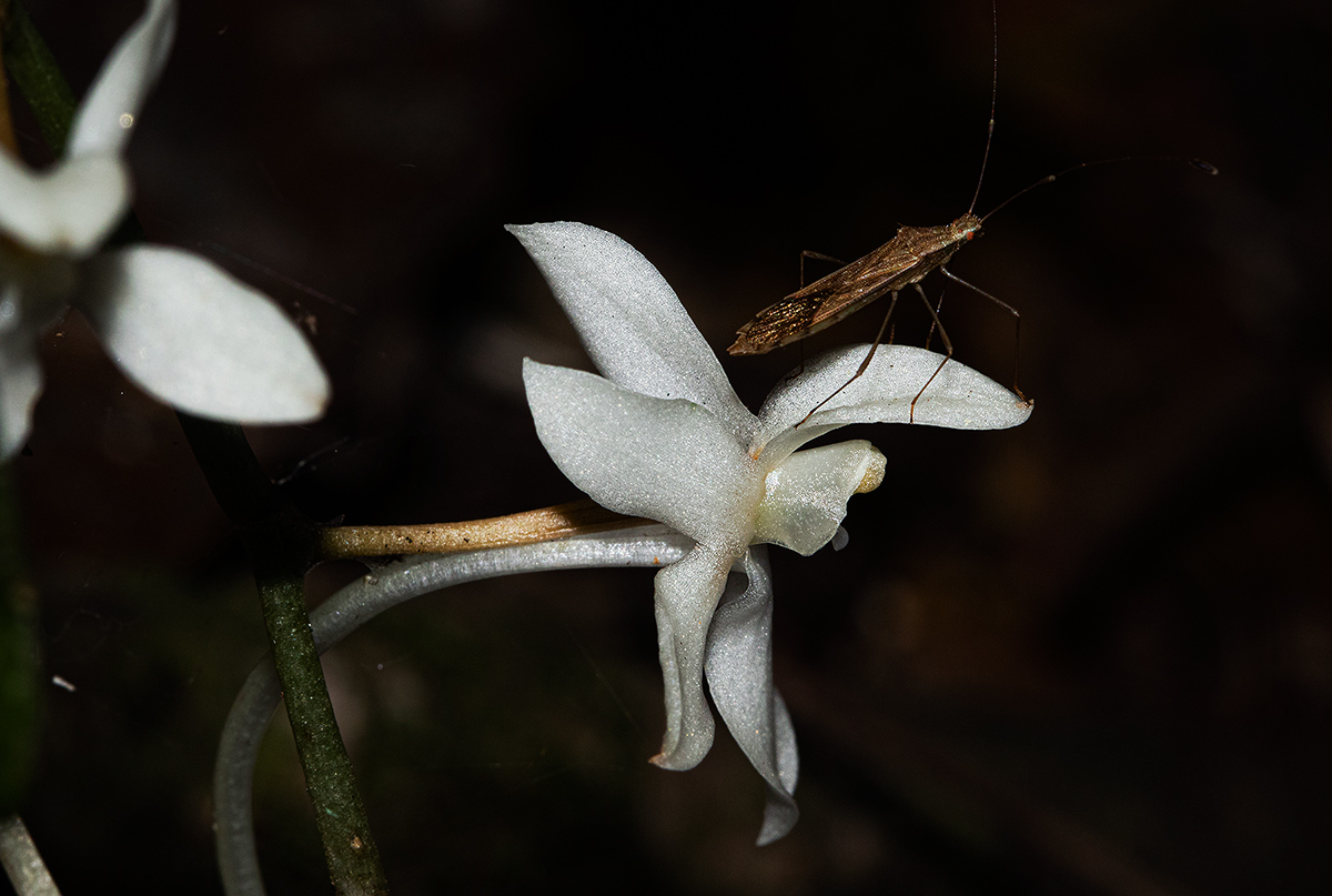 Aerangis appendiculata