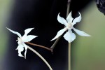 Aerangis kotschyana