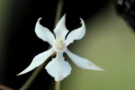 Aerangis kotschyana