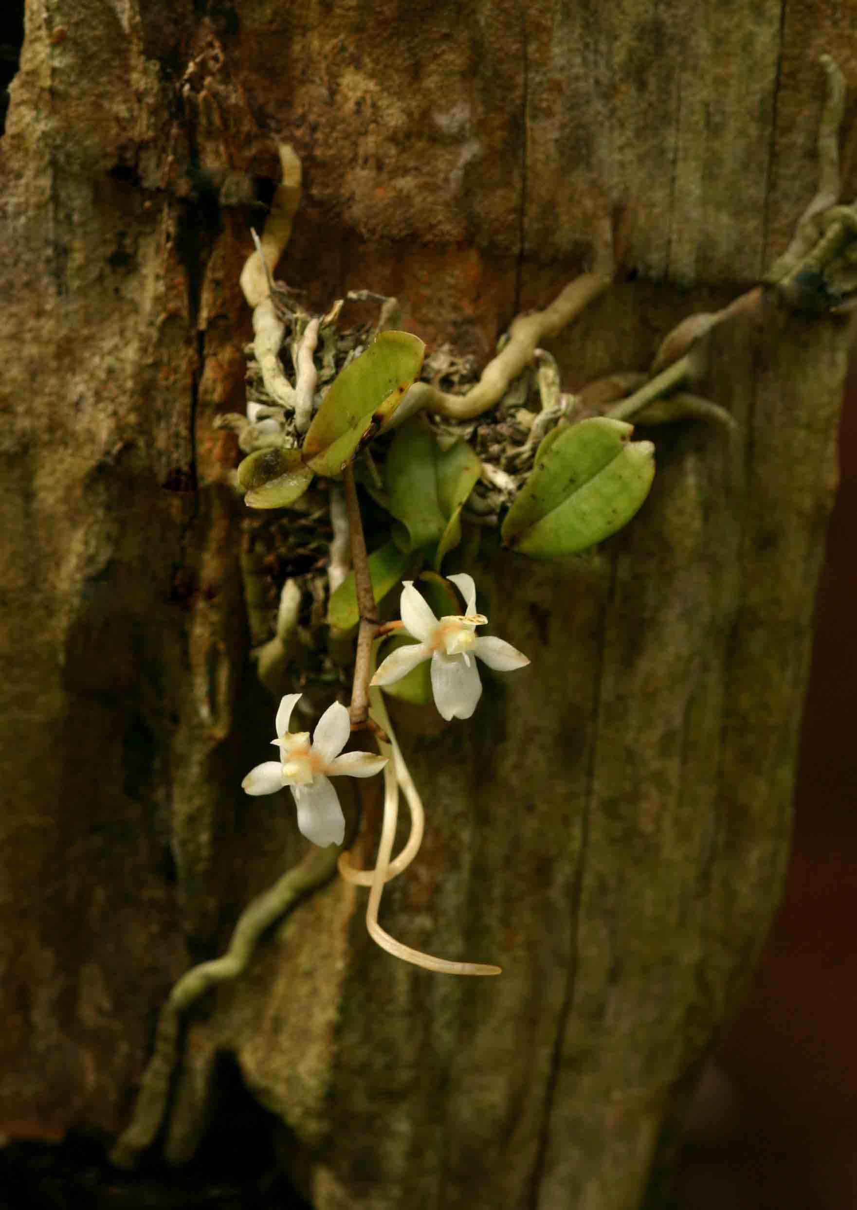 Aerangis mystacidii