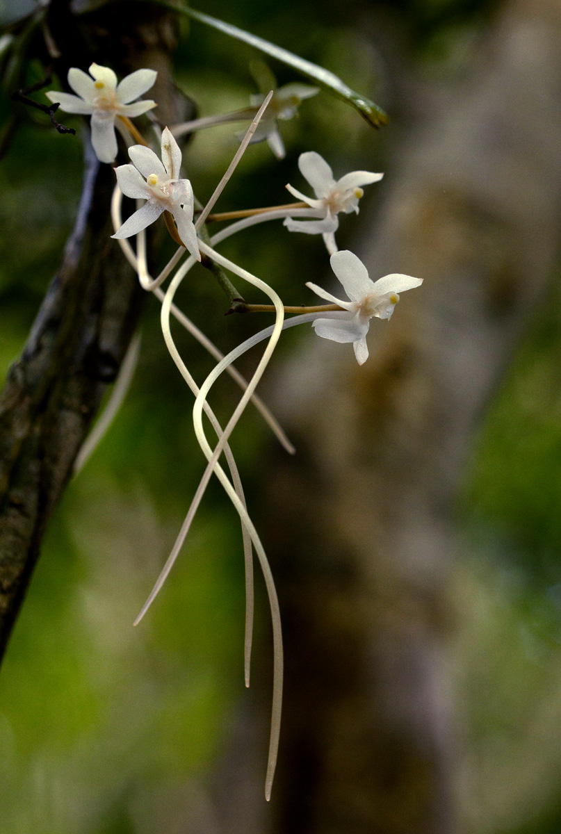 Aerangis mystacidii Aerangis mystacidii