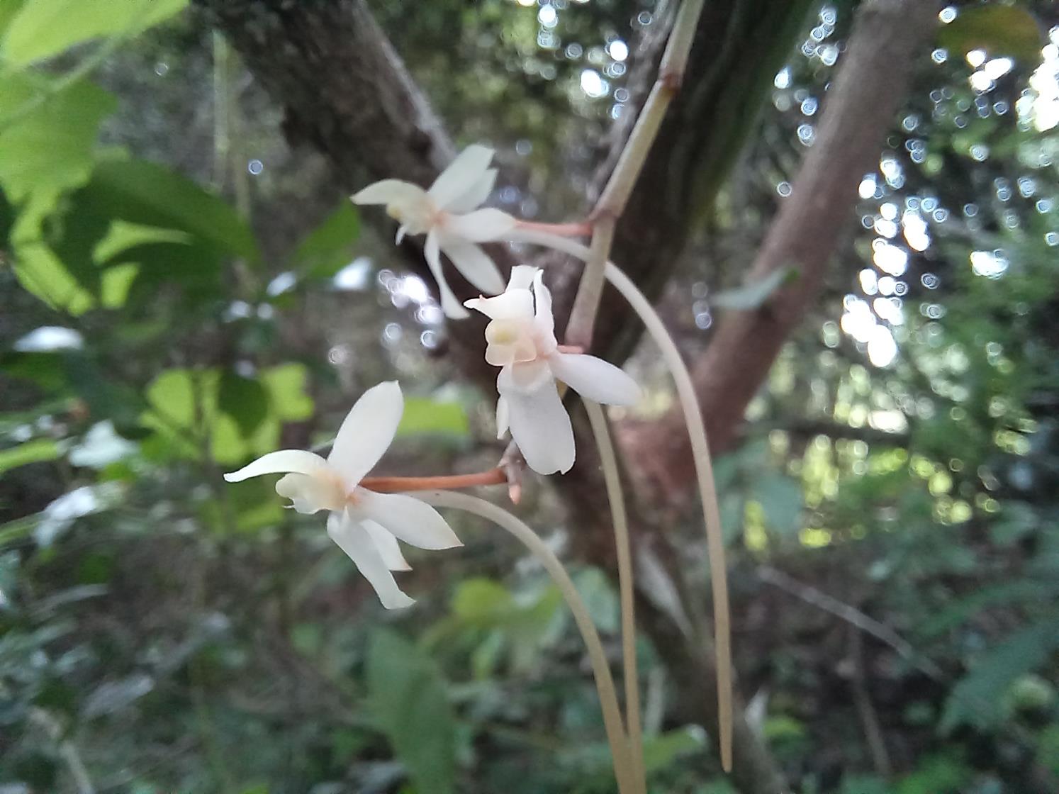 Aerangis mystacidii