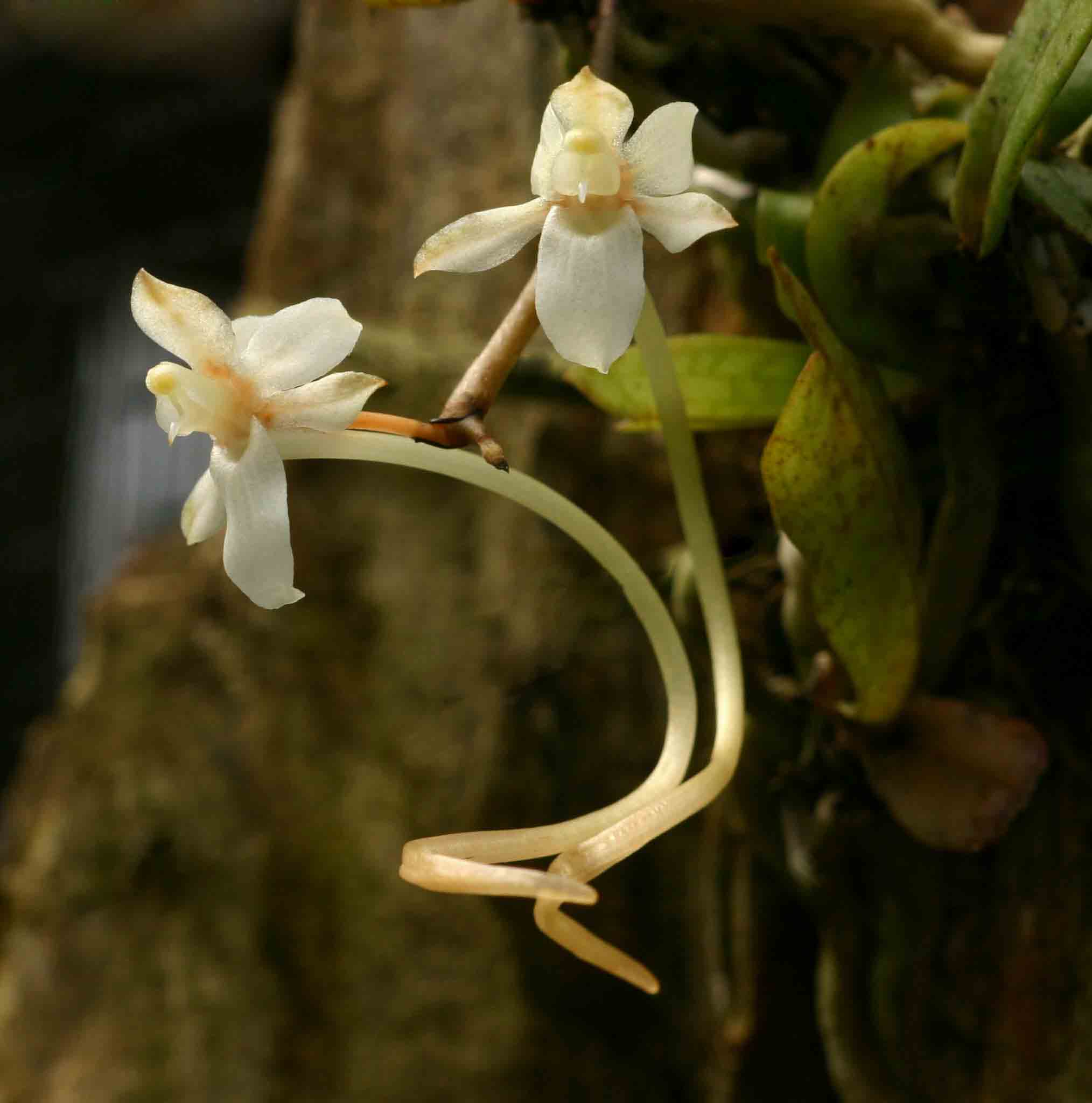 Aerangis mystacidii