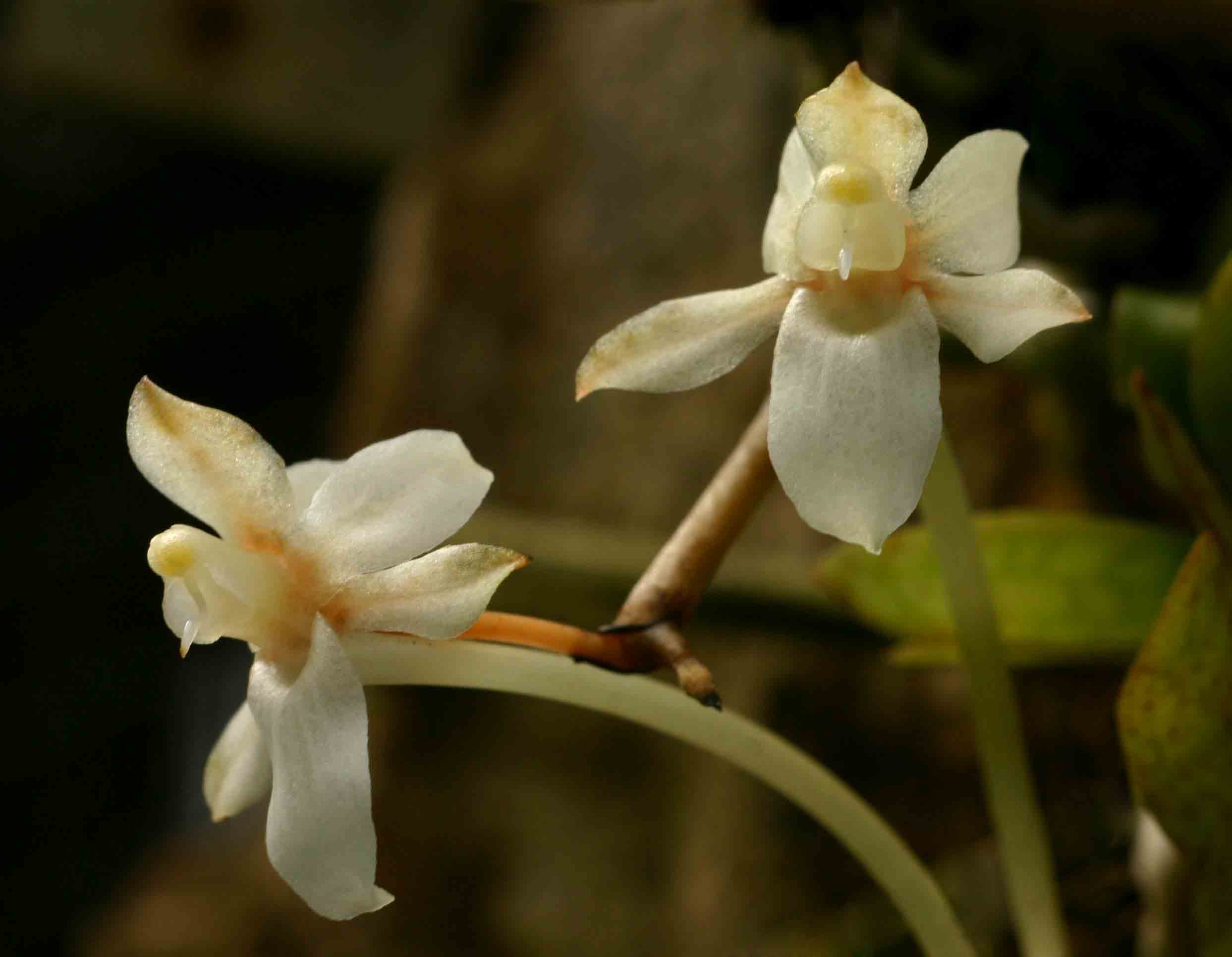 Aerangis mystacidii