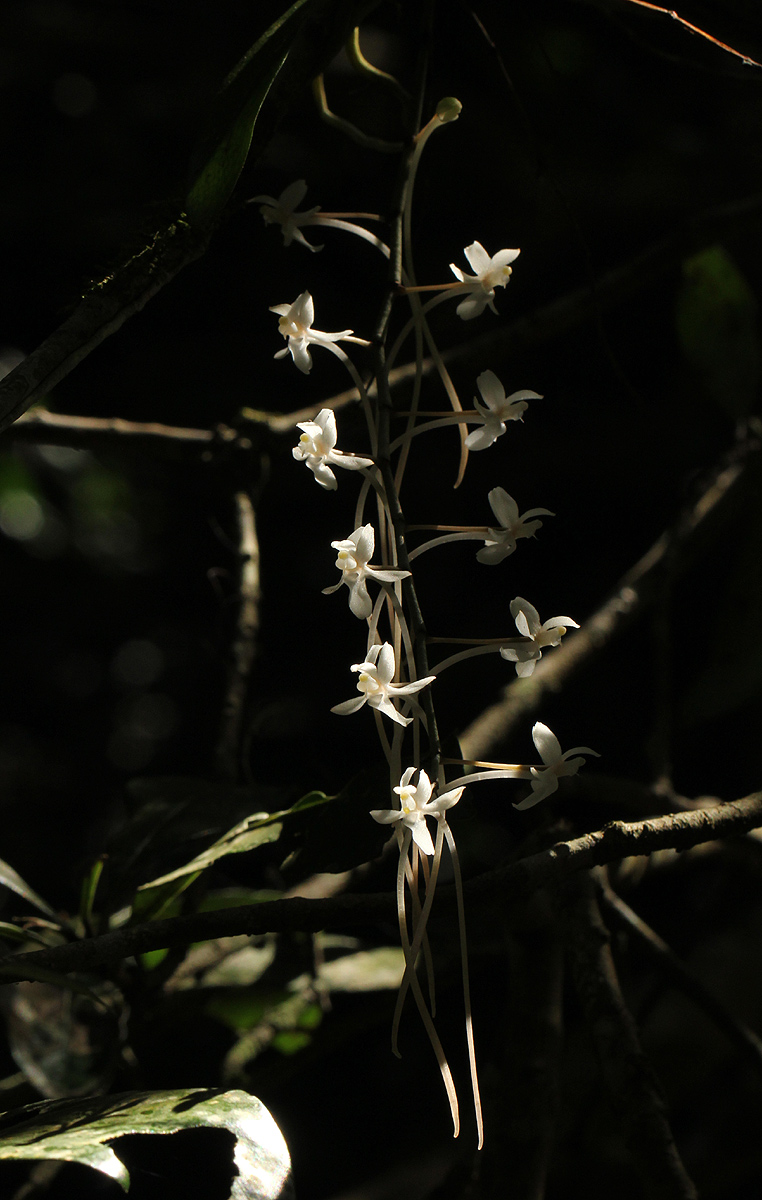 Aerangis mystacidii