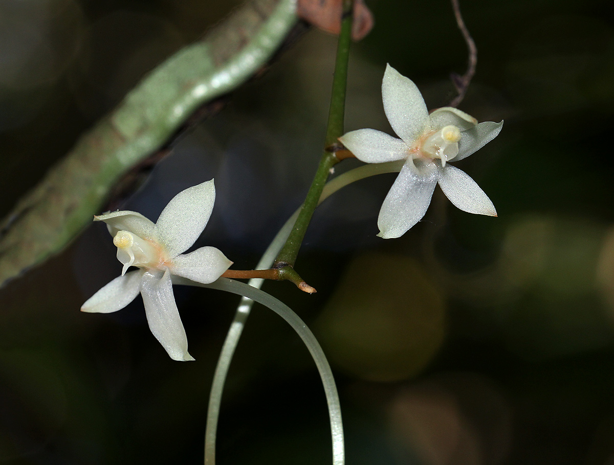 Aerangis mystacidii