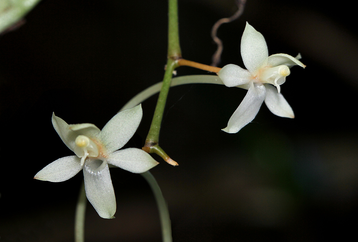 Aerangis mystacidii