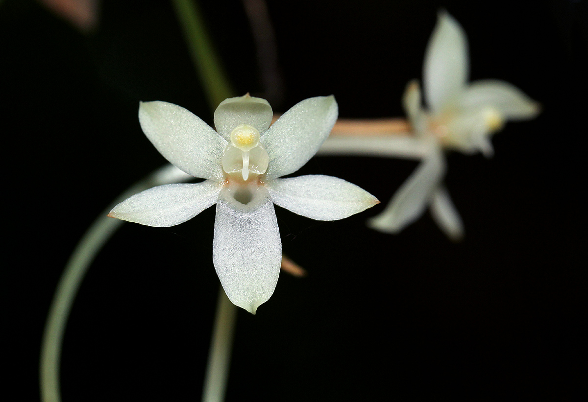 Aerangis mystacidii