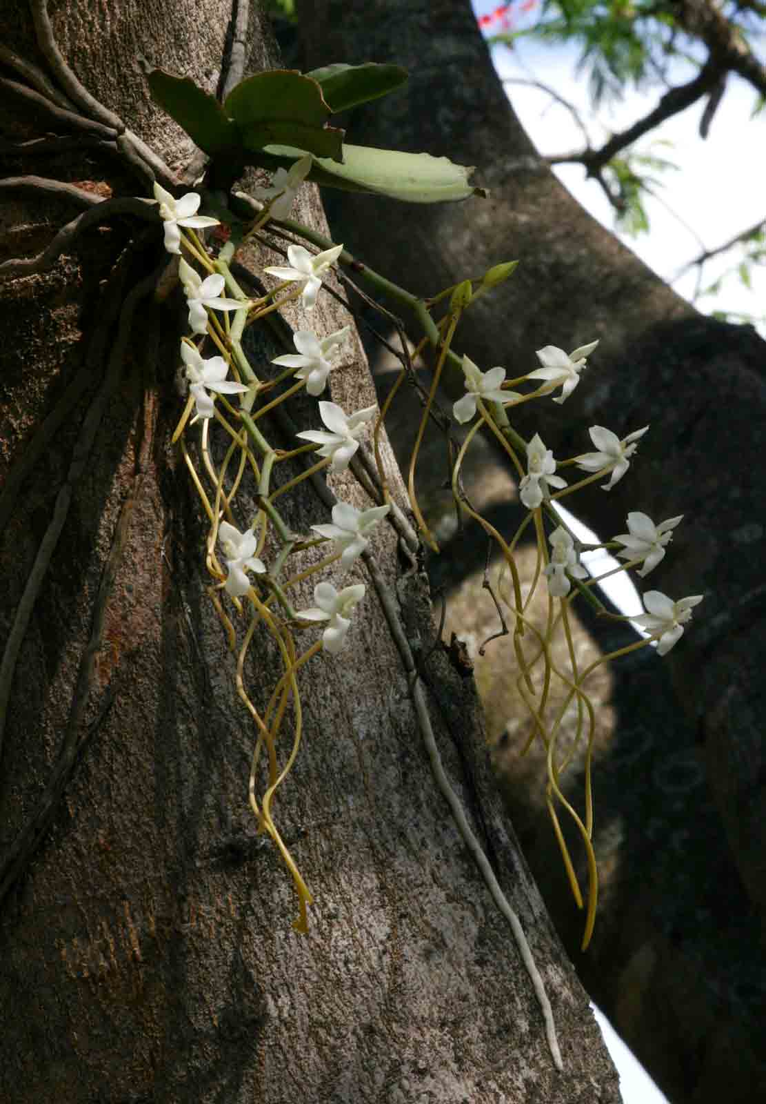 Aerangis verdickii var. verdickii