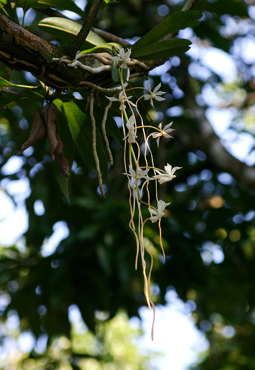 Aerangis verdickii var. verdickii