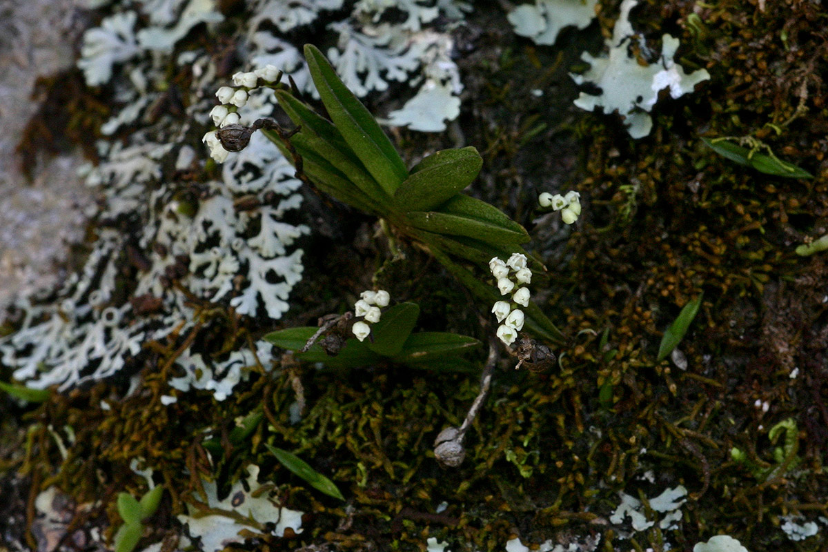 Bolusiella iridifolia subsp. picea Bolusiella iridifolia subsp. picea