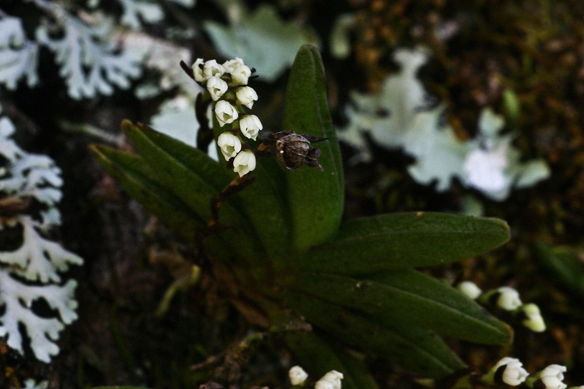 Bolusiella iridifolia subsp. picea Bolusiella iridifolia subsp. picea