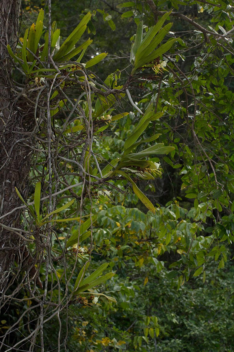 Cyrtorchis arcuata subsp. arcuata Cyrtorchis arcuata subsp. arcuata