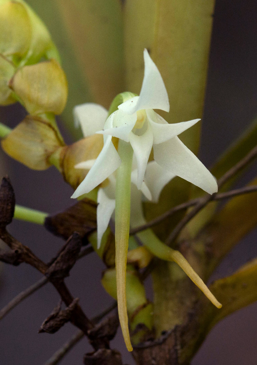 Cyrtorchis arcuata subsp. arcuata Cyrtorchis arcuata subsp. arcuata