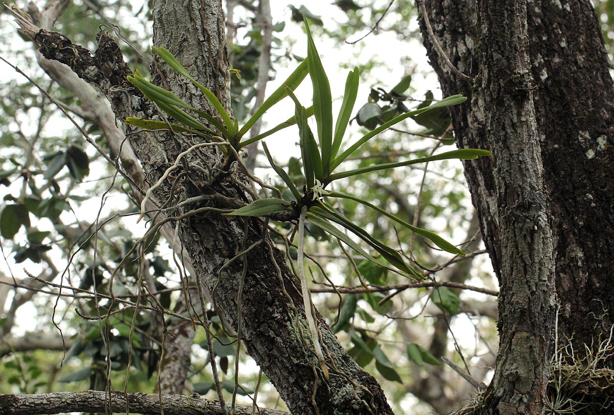 Cyrtorchis arcuata subsp. arcuata Cyrtorchis arcuata subsp. arcuata