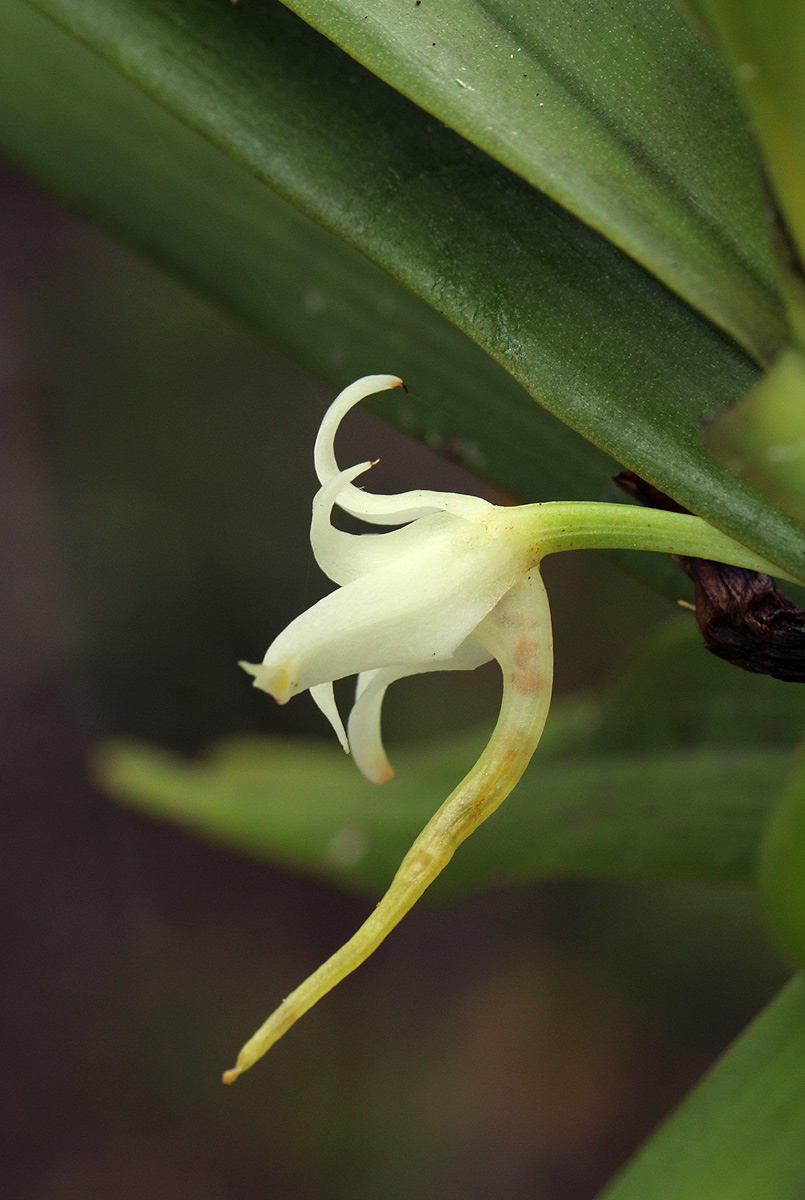Cyrtorchis arcuata subsp. arcuata Cyrtorchis arcuata subsp. arcuata