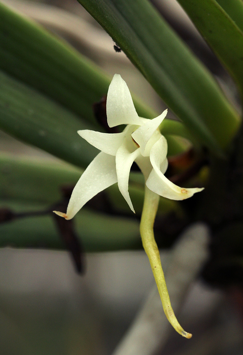 Cyrtorchis arcuata subsp. arcuata Cyrtorchis arcuata subsp. arcuata