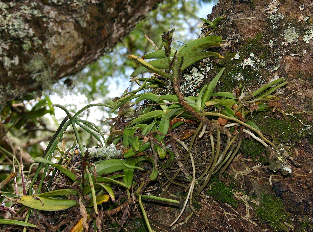 Cyrtorchis arcuata subsp. arcuata Cyrtorchis arcuata subsp. arcuata