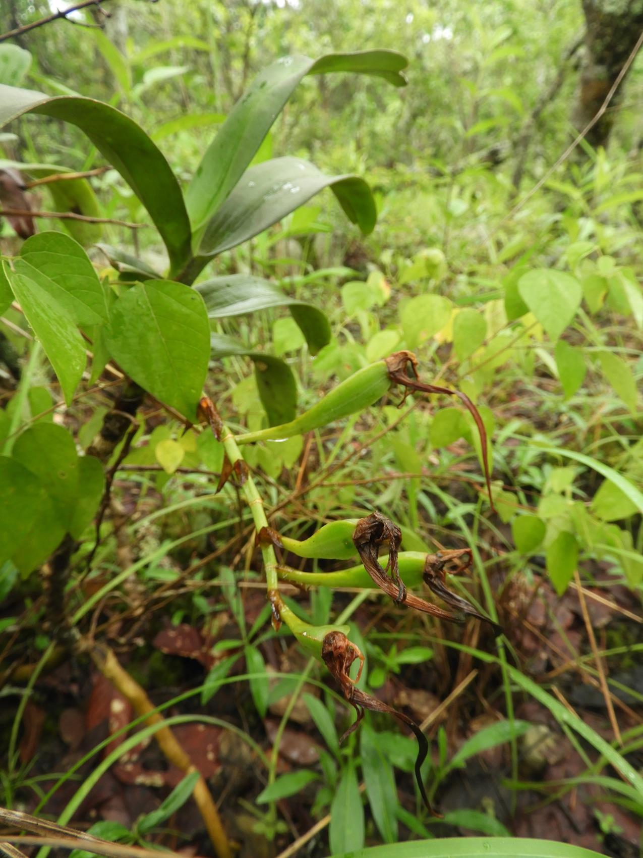 Cyrtorchis arcuata subsp. arcuata Cyrtorchis arcuata subsp. arcuata