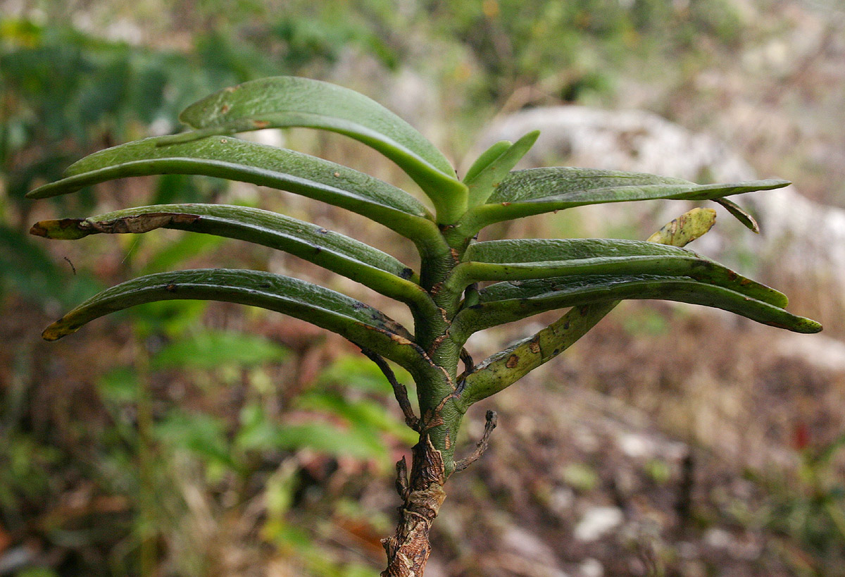 Cyrtorchis arcuata subsp. arcuata Cyrtorchis arcuata subsp. arcuata