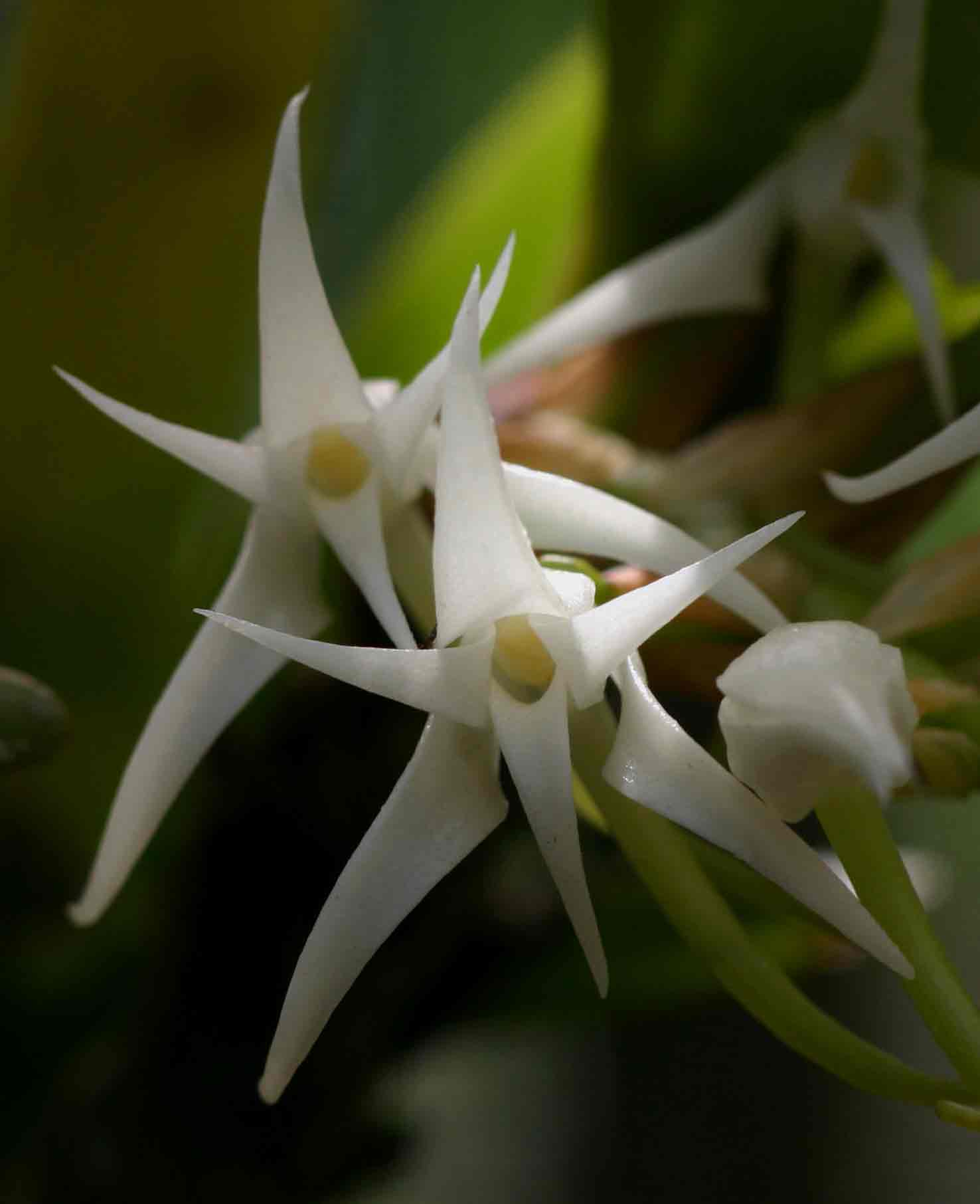 Cyrtorchis arcuata subsp. arcuata Cyrtorchis arcuata subsp. arcuata