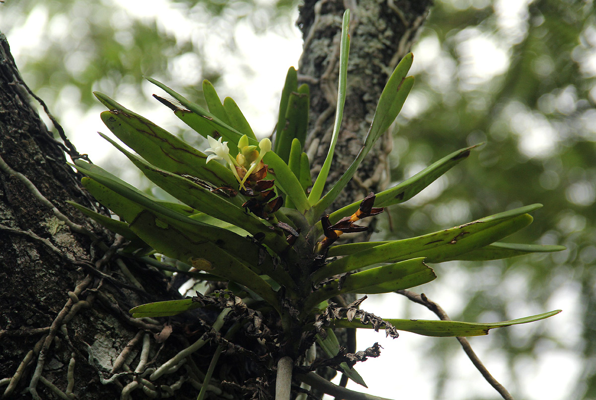 Cyrtorchis arcuata subsp. arcuata Cyrtorchis arcuata subsp. arcuata