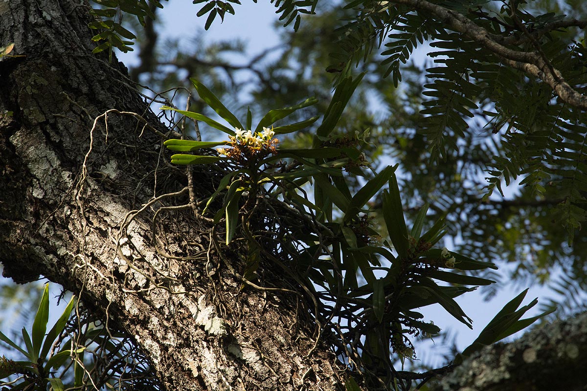 Cyrtorchis arcuata subsp. arcuata Cyrtorchis arcuata subsp. arcuata