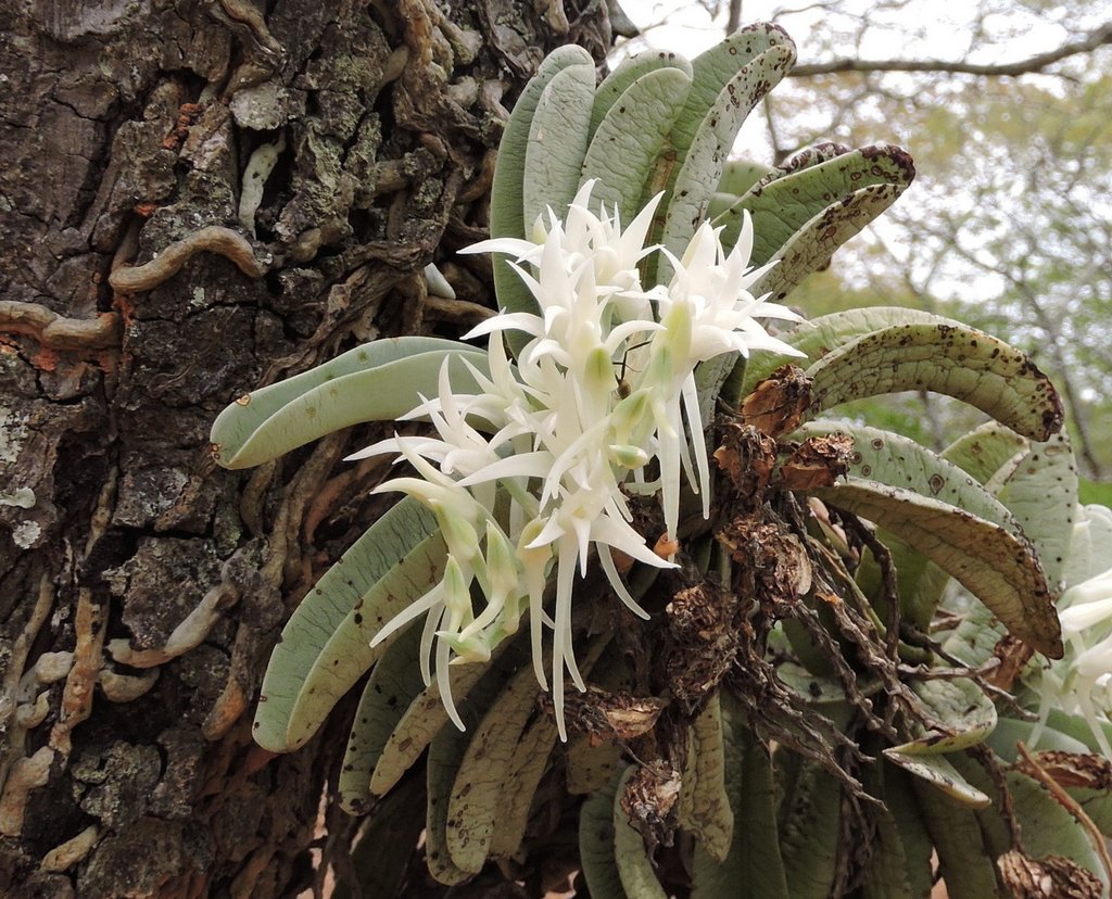 Cyrtorchis crassifolia Cyrtorchis crassifolia