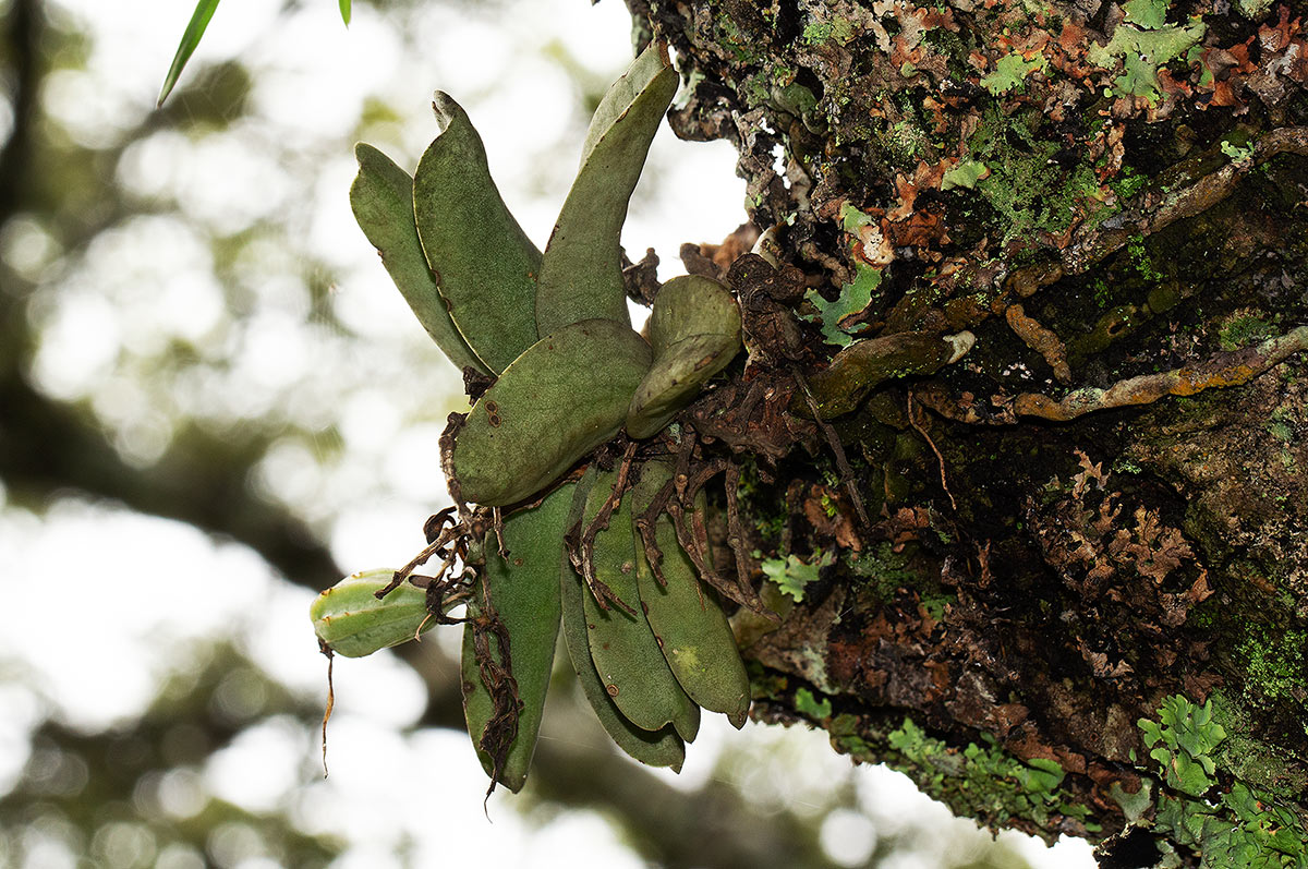 Cyrtorchis crassifolia