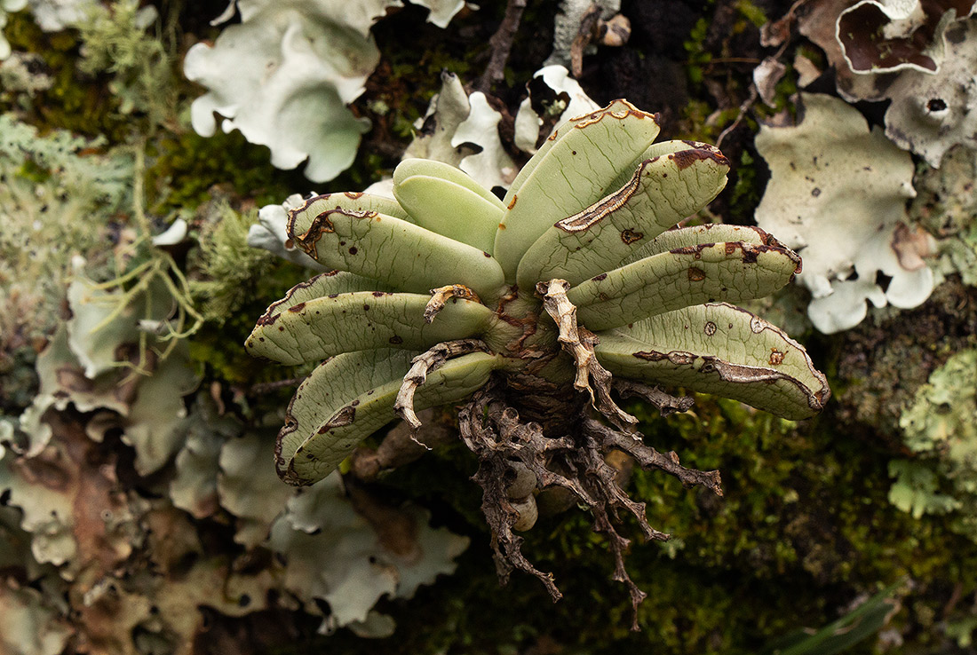 Cyrtorchis crassifolia