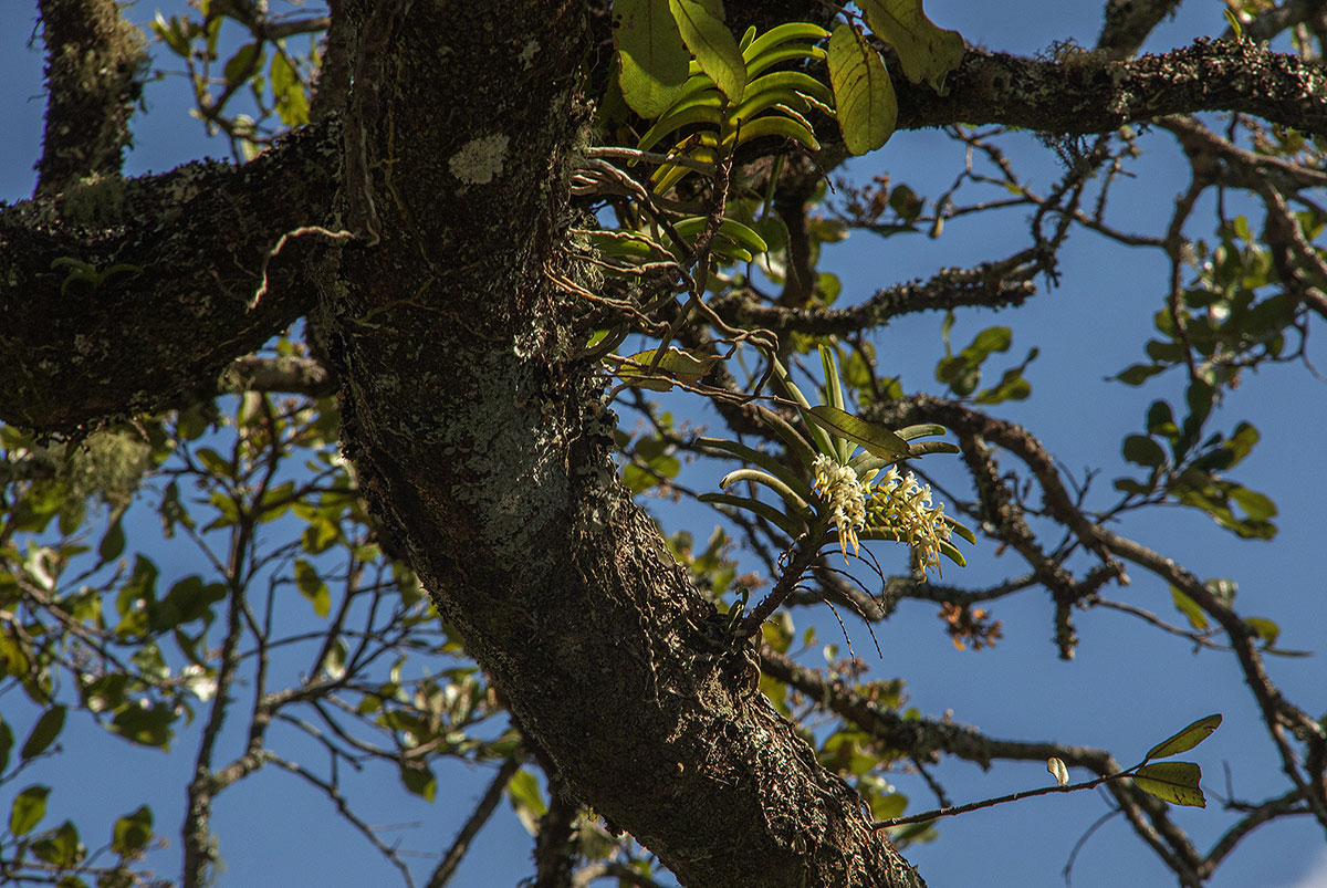 Cyrtorchis praetermissa subsp. praetermissa