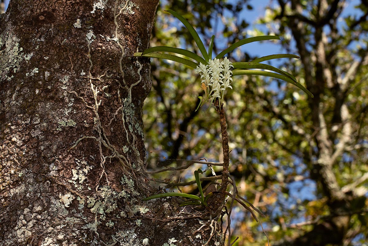 Cyrtorchis praetermissa subsp. praetermissa