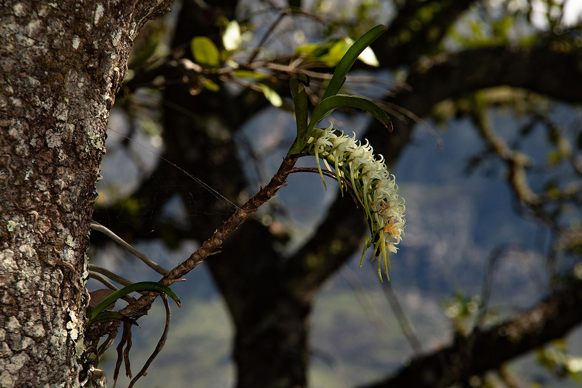 Cyrtorchis praetermissa subsp. praetermissa