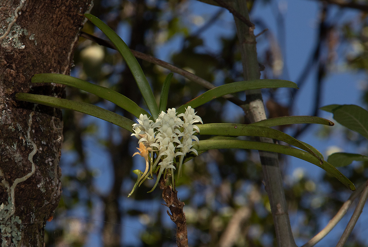 Cyrtorchis praetermissa subsp. praetermissa