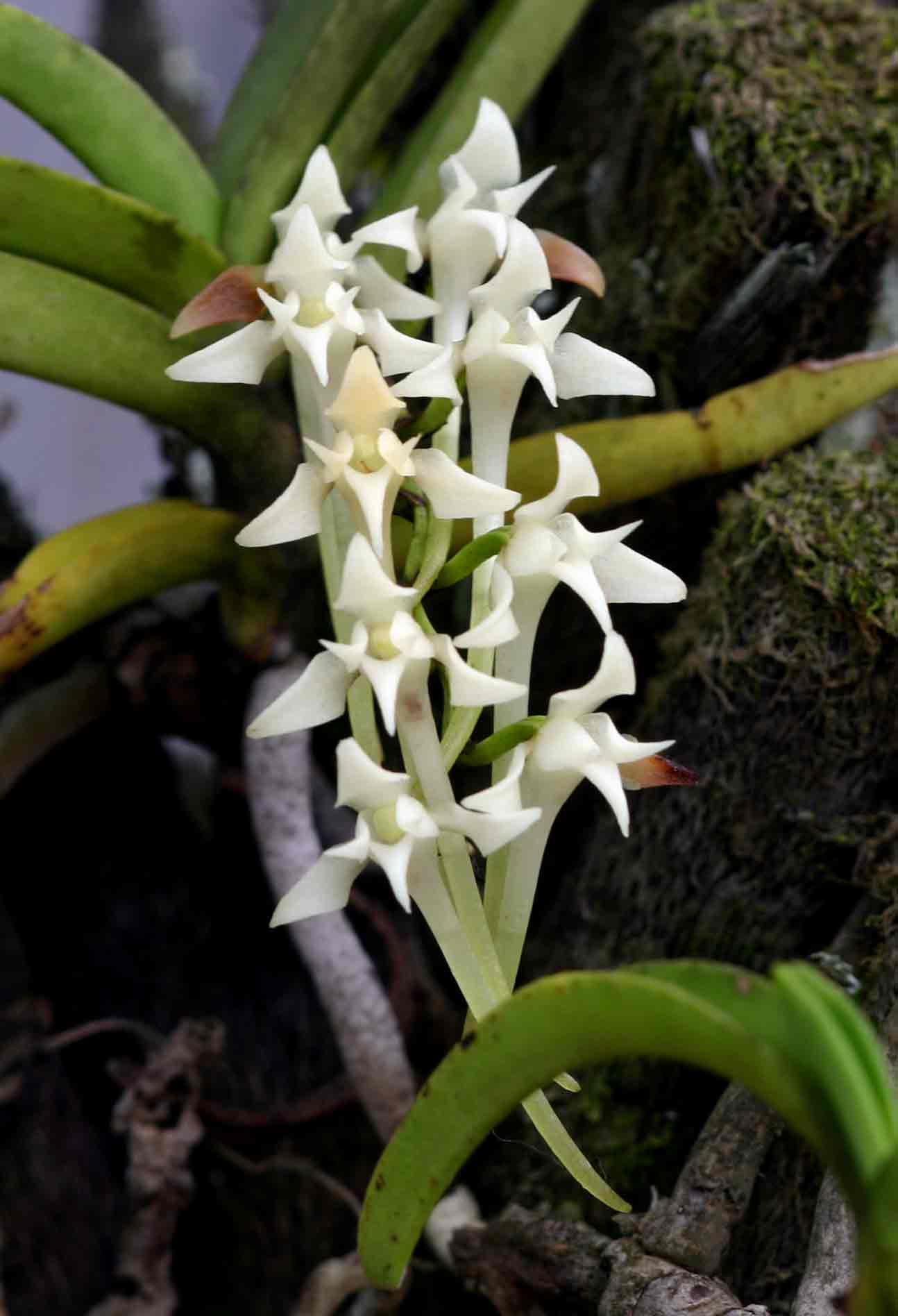 Cyrtorchis praetermissa subsp. praetermissa