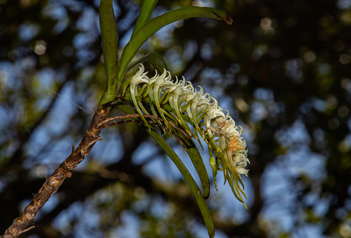 Cyrtorchis praetermissa subsp. praetermissa