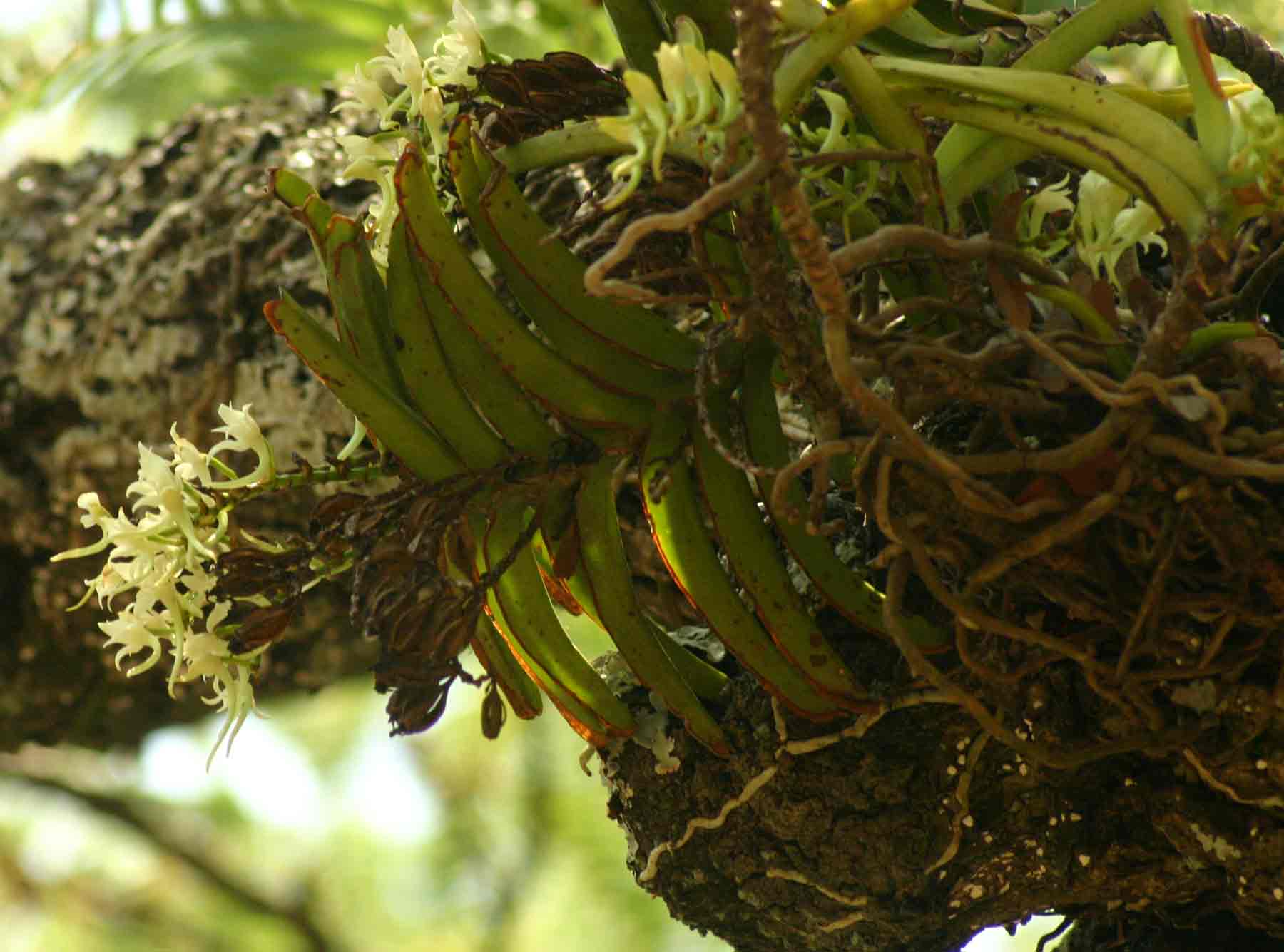 Cyrtorchis praetermissa subsp. praetermissa