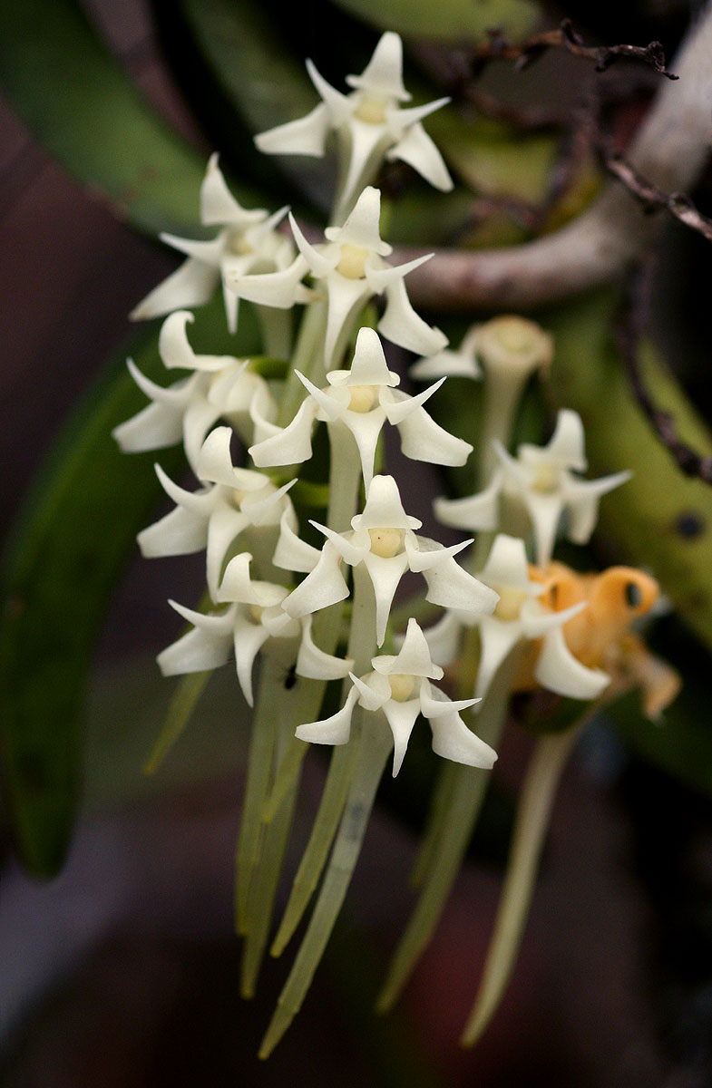 Cyrtorchis praetermissa subsp. praetermissa