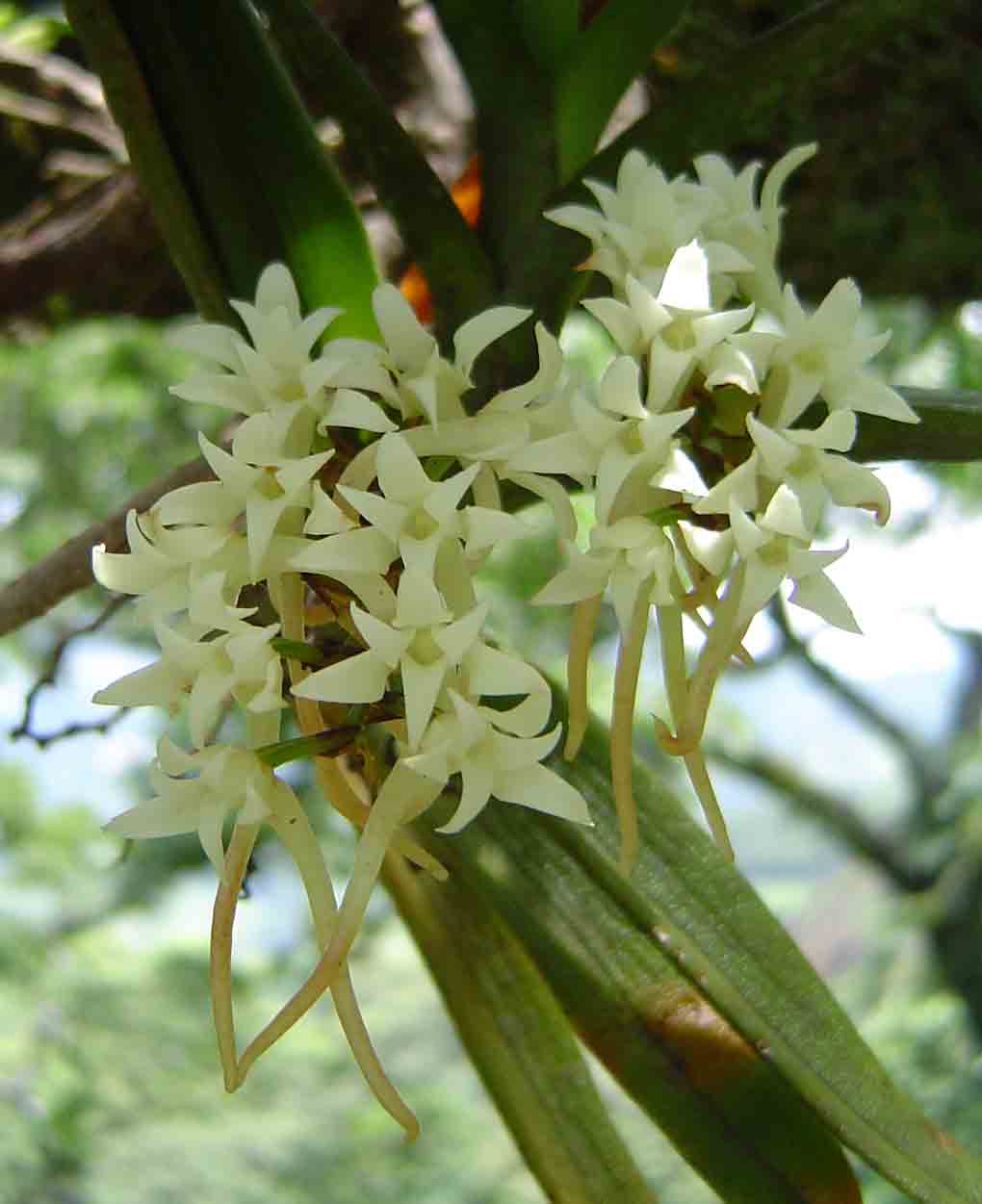 Cyrtorchis ringens