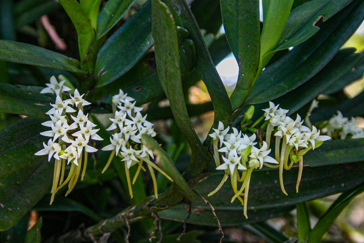 Cyrtorchis ringens