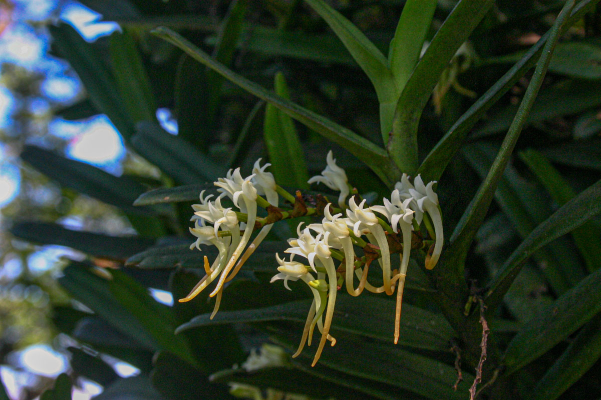 Cyrtorchis ringens