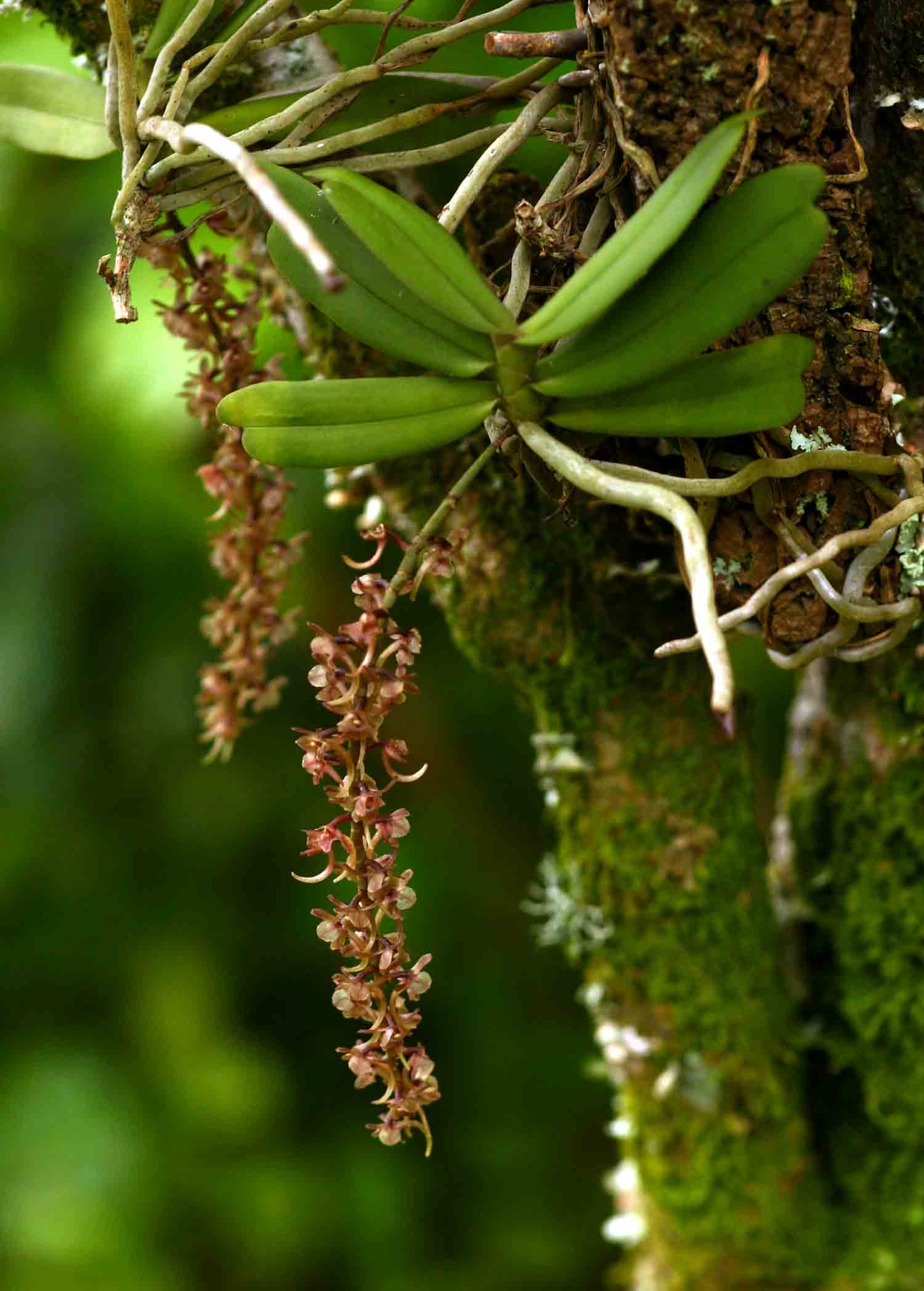 Rhipidoglossum rutilum Rhipidoglossum rutilum