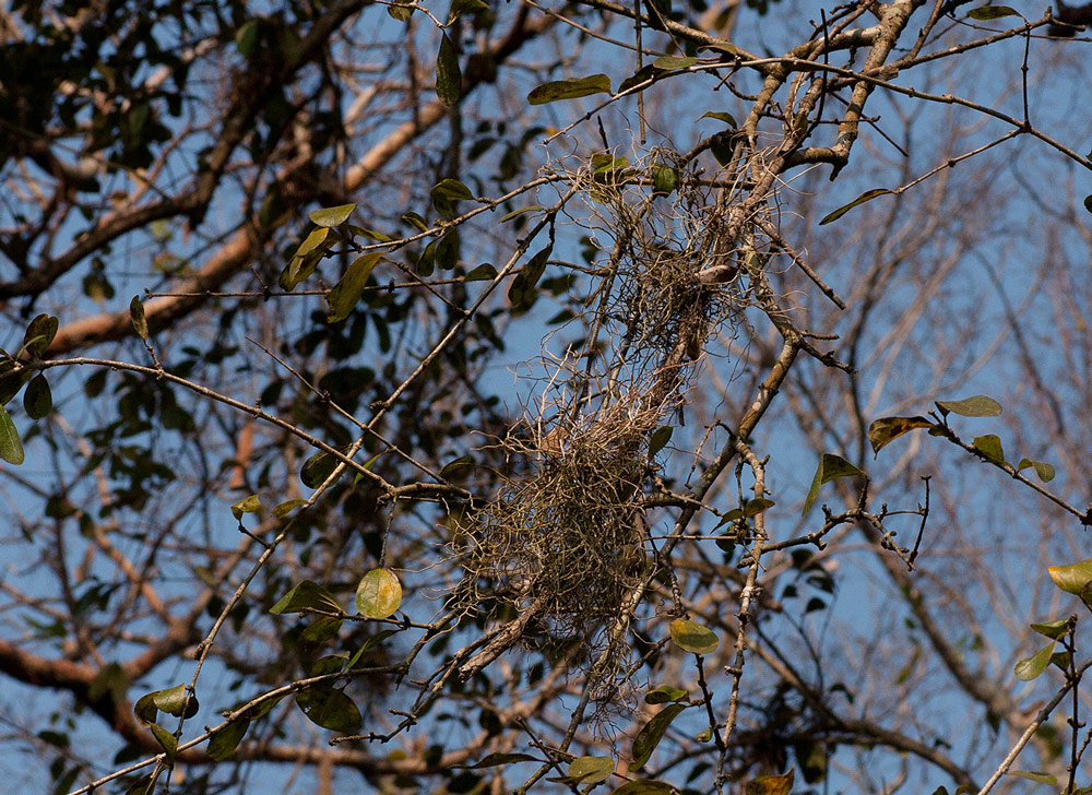 Microcoelia exilis Microcoelia exilis