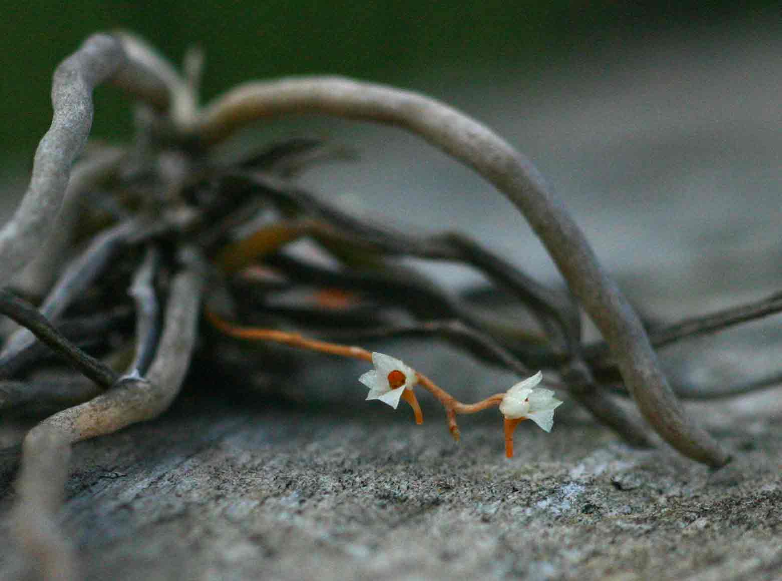 Microcoelia globulosa