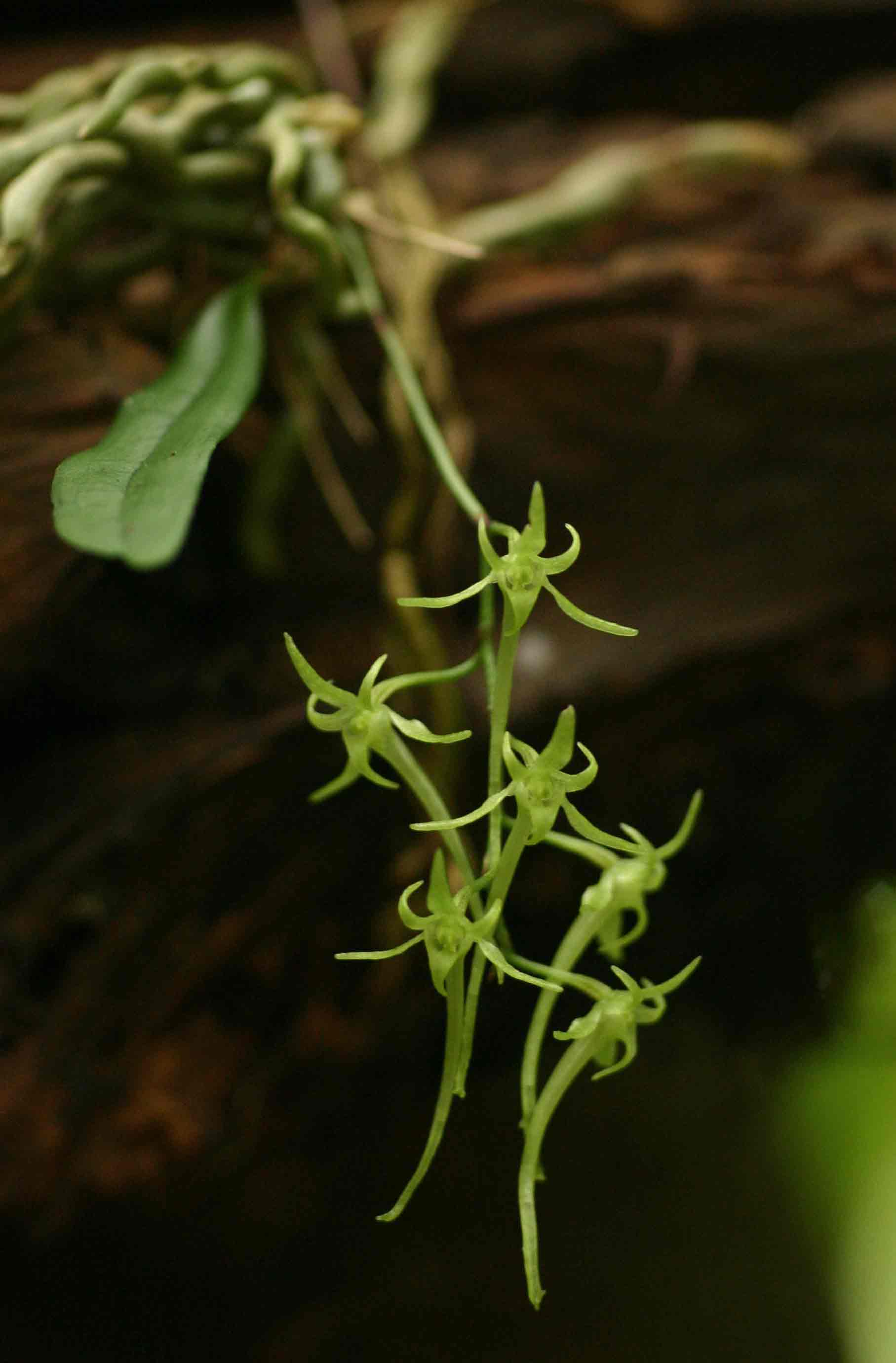 Mystacidium tanganyikense