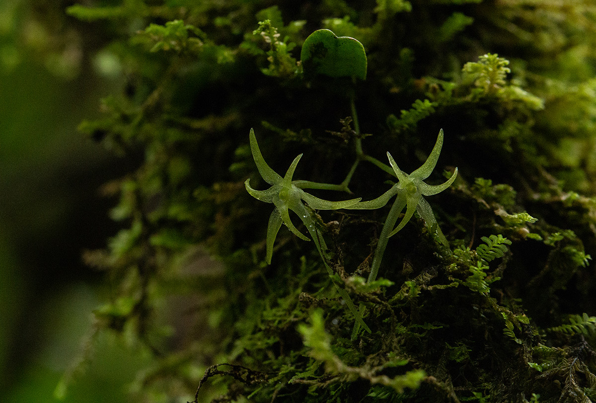 Mystacidium tanganyikense