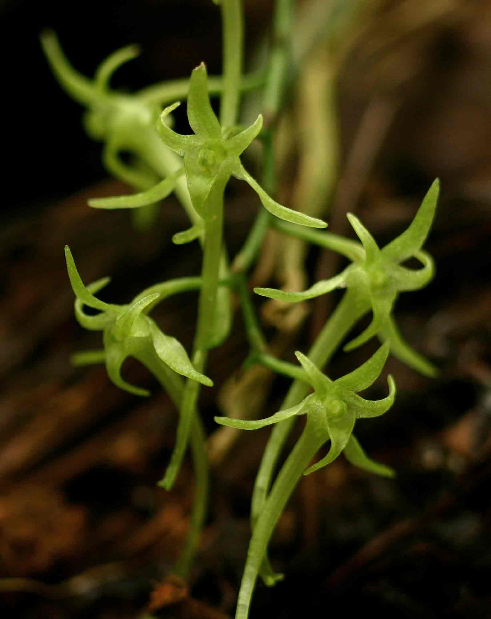 Mystacidium tanganyikense