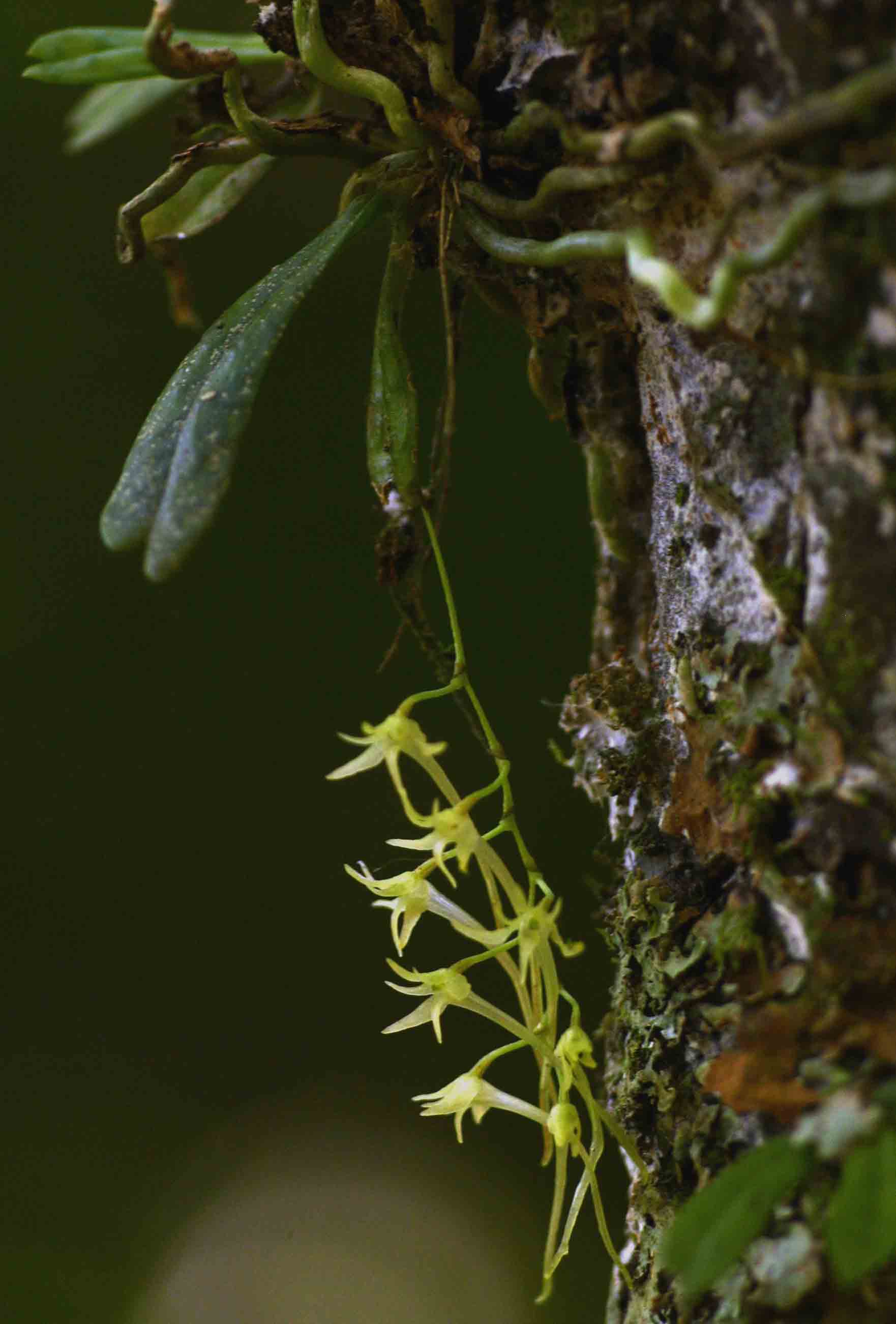 Mystacidium tanganyikense