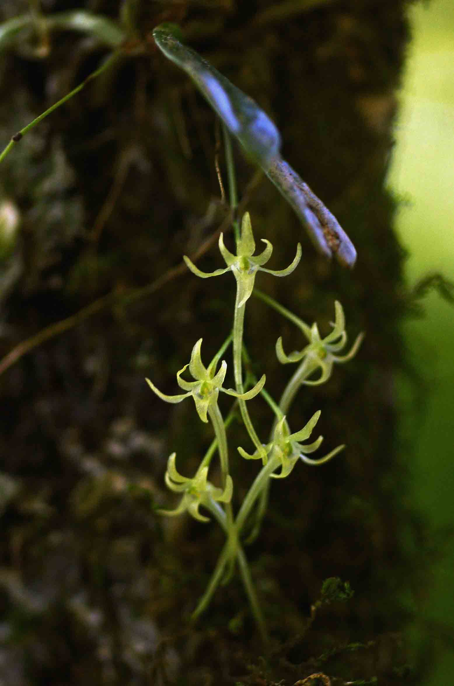 Mystacidium tanganyikense Mystacidium tanganyikense